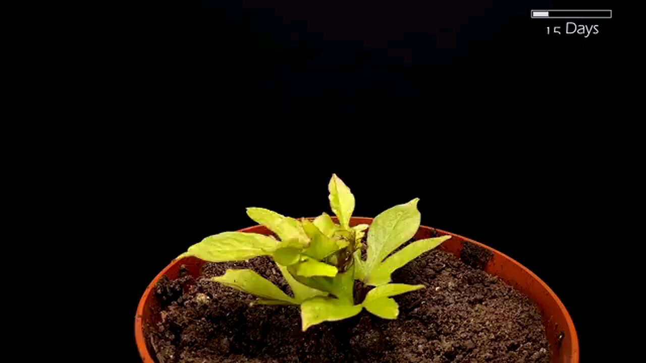 Plant Growing Time Lapse Beautiful And Satisfying Plantation Video