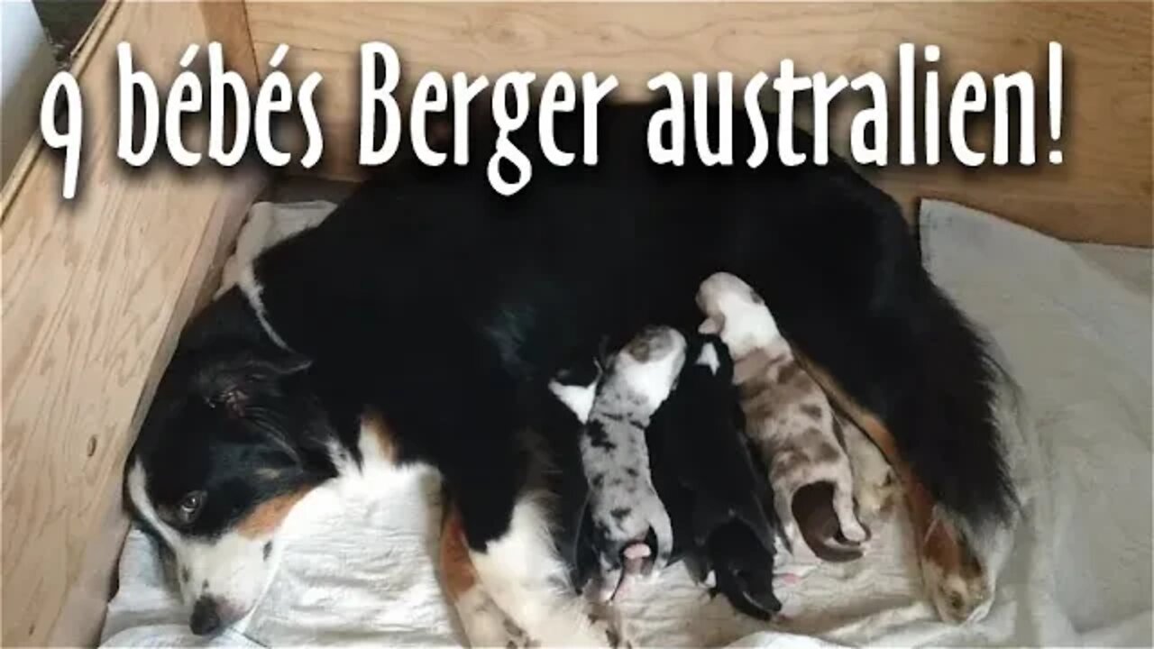 9 bébés BERGER AUSTRALIEN pour Marine! #183