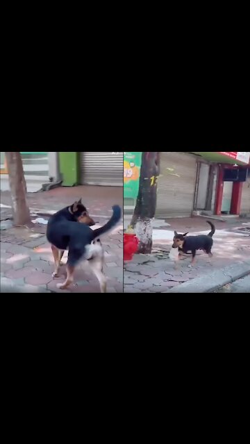 This Dog Buys A Beer Can For His Dad in Quarantine Period