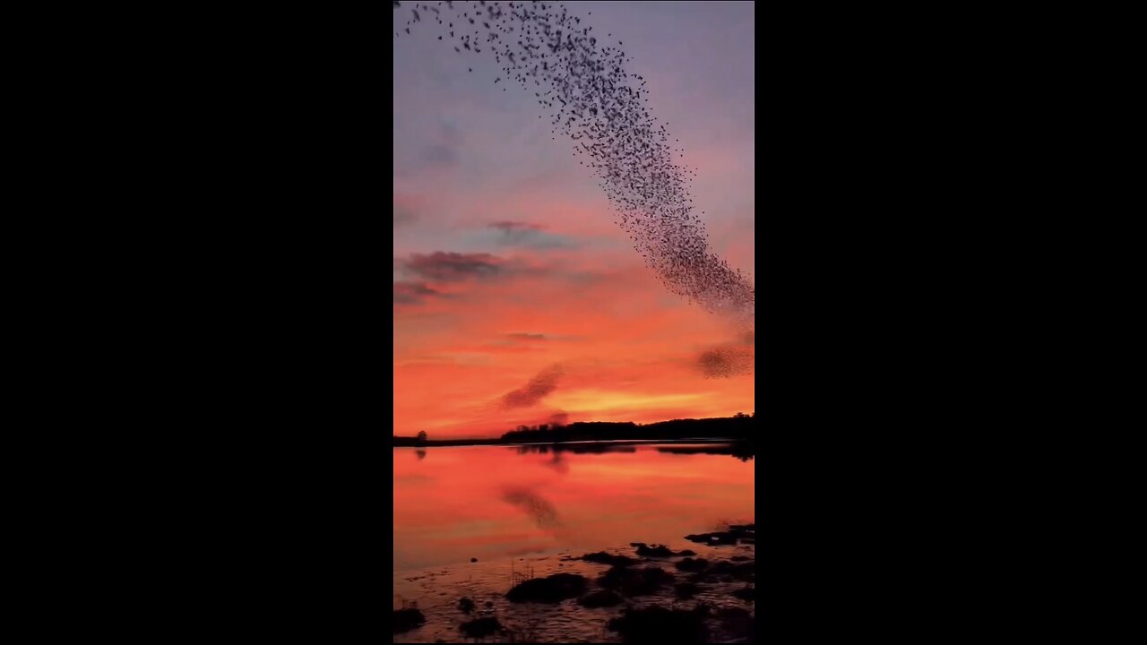 Beautiful birds flying with background own voice song