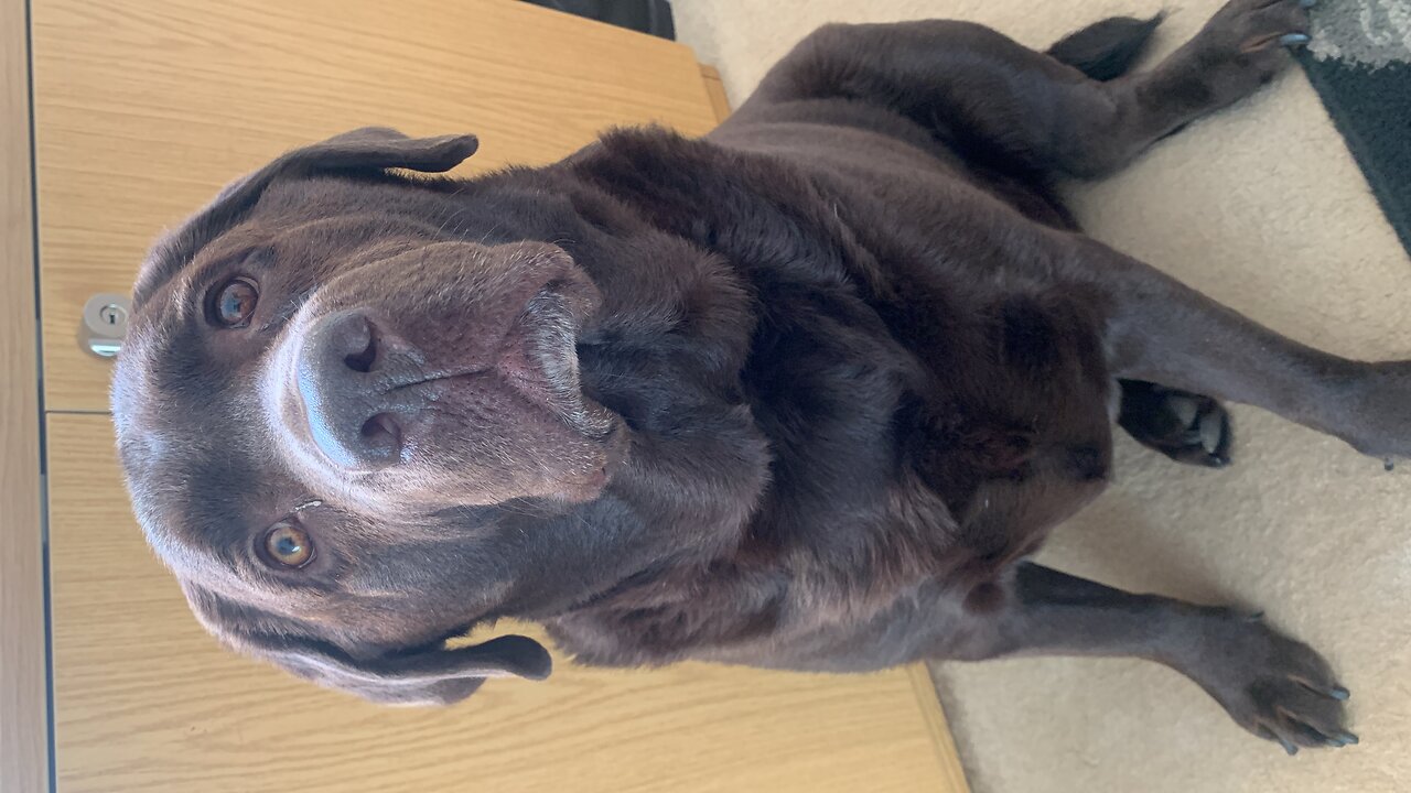 Chocolate labrador, Bear. Walkies!