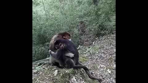 Sometimes you just need a hug. 😁🤗🐒