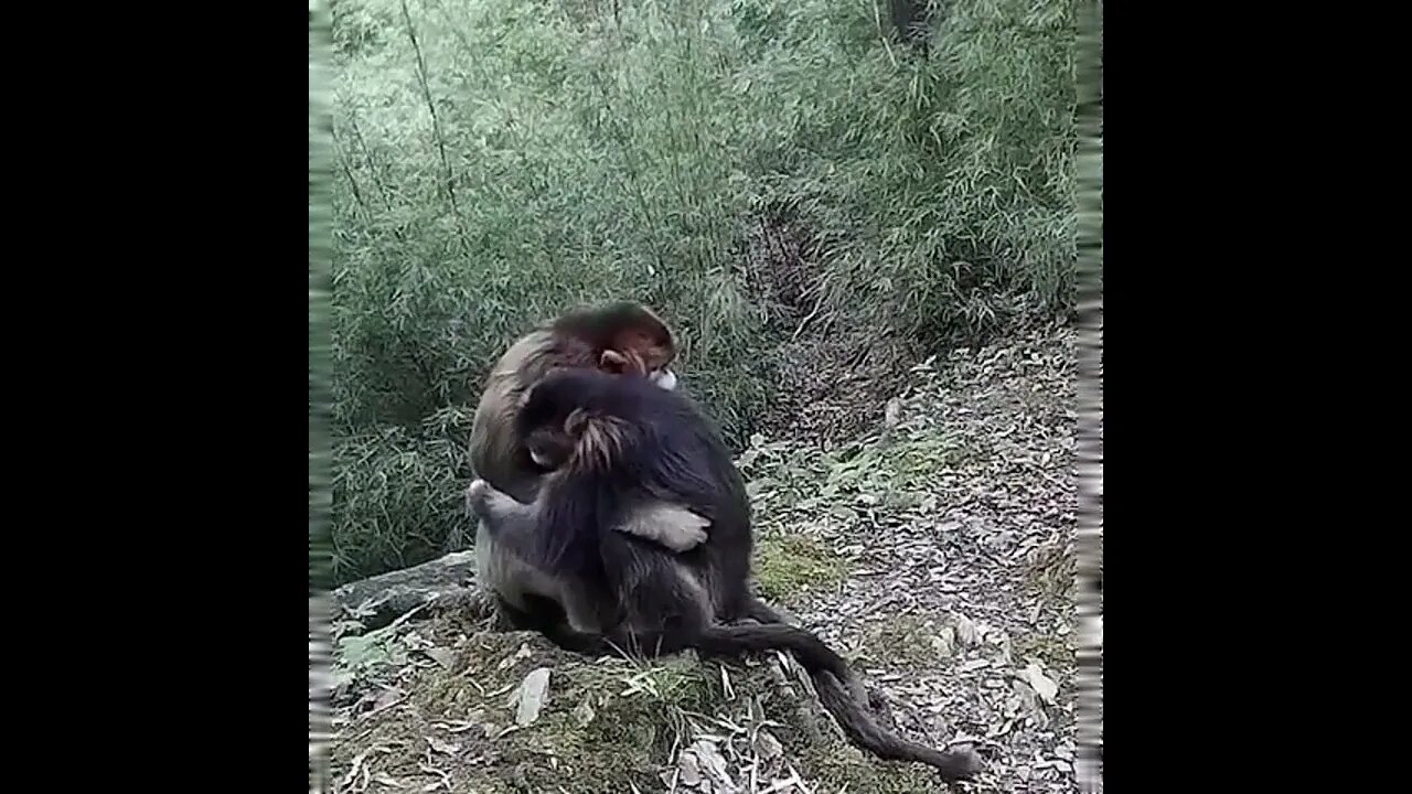 Sometimes you just need a hug. 😁🤗🐒