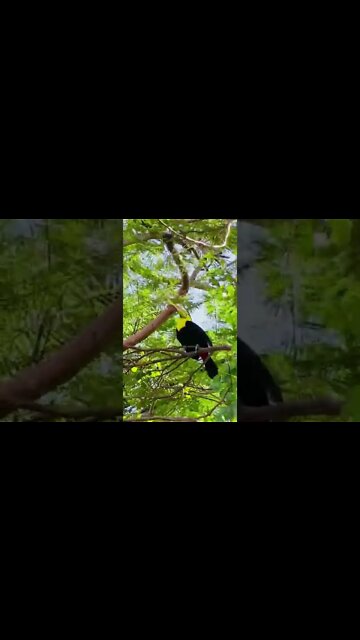 OS ANIMAIS MAIS FOFOS E ENGRAÇADOS DO MUNDO! #shorts