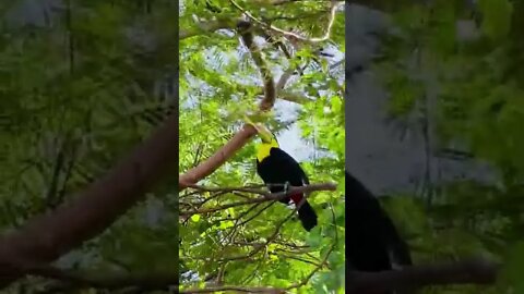 OS ANIMAIS MAIS FOFOS E ENGRAÇADOS DO MUNDO! #shorts