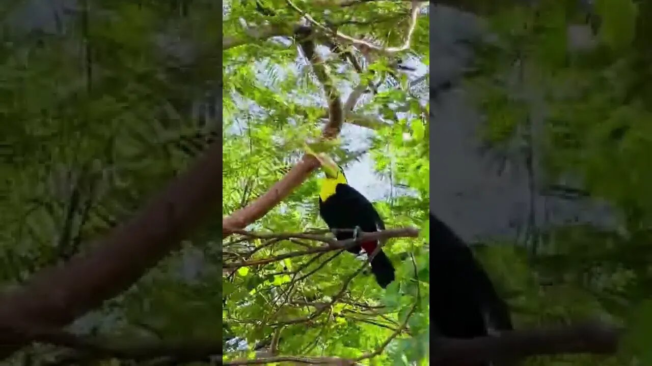 OS ANIMAIS MAIS FOFOS E ENGRAÇADOS DO MUNDO! #shorts
