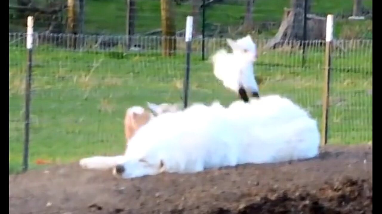 Baby goats jump on sleeping dog