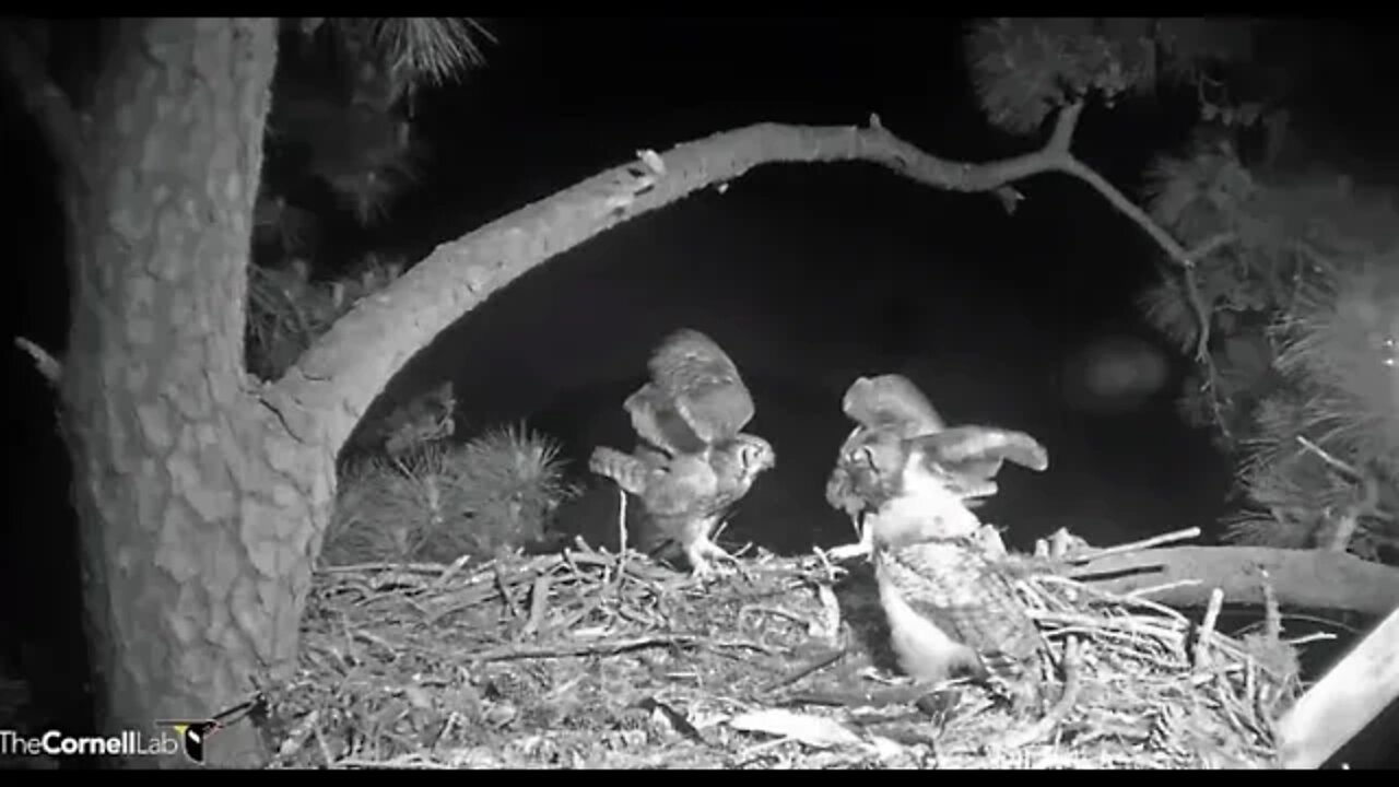 Dad Brings Breakfast 🦉 4/9/22 05:39