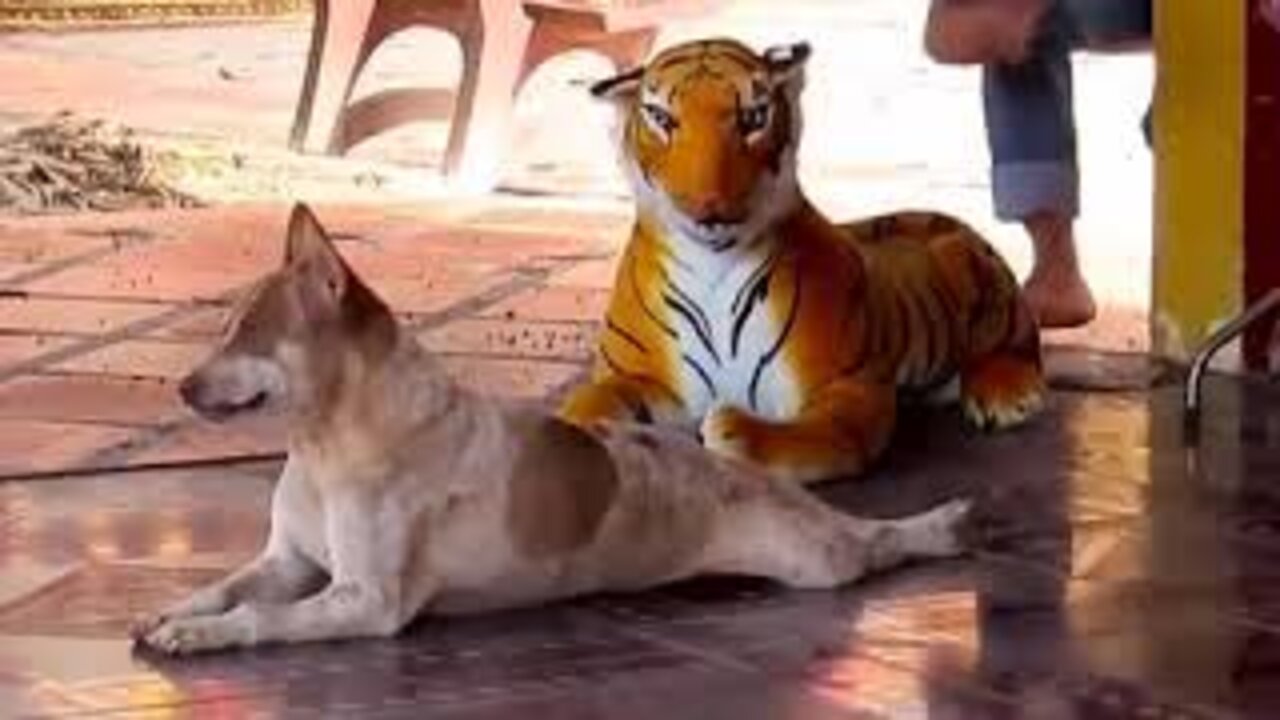 TROLEANDO A PERROS CON TIGRE FALSO