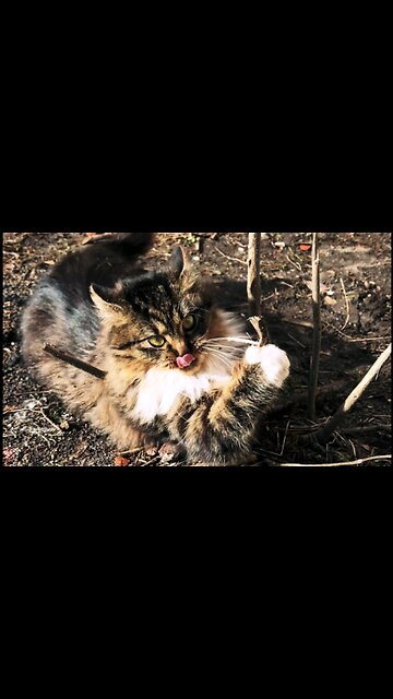 A cat charged with spring mood