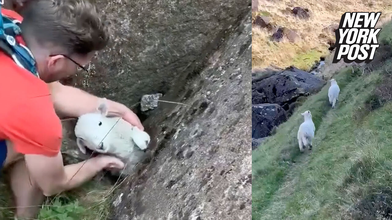 Baby lamb rescued from a rocky situation