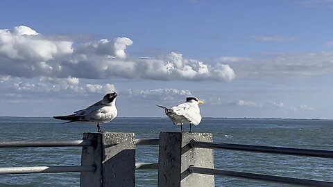 Royal Tern December 31 2023