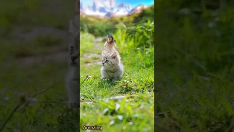 Amezing video
