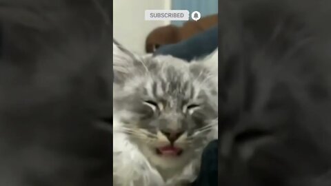 cute cat videos 😹 funny videos 😂😴