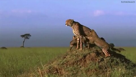 Mother & Cheetah Cubs