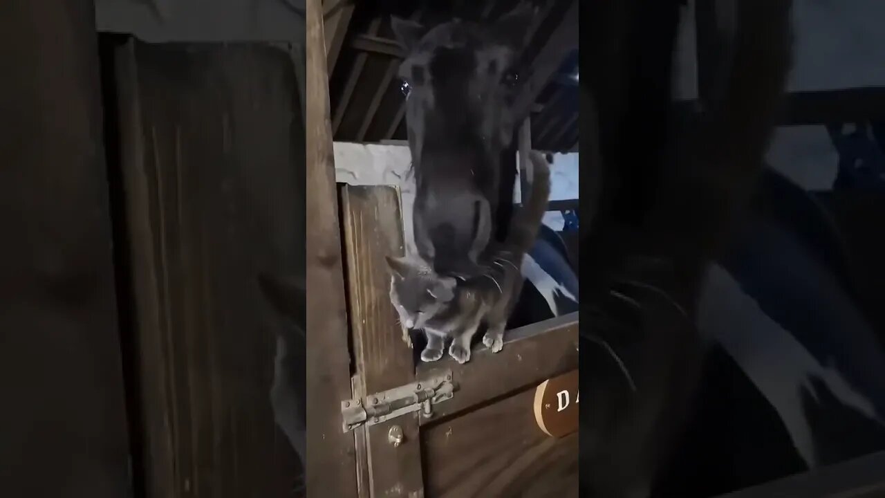 Farm cat with horse pals