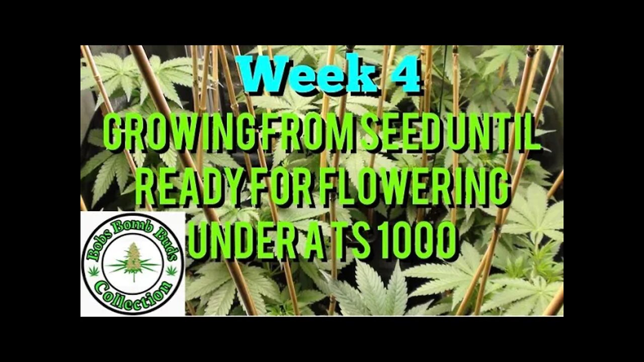 Week 4 Update, Growing From Seed Until Ready For Flowering Under A Mars Hydro TS 1000