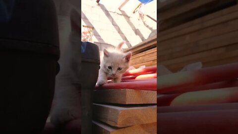 KUCING LUCU #PART 25