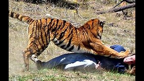 6 Tiger Encounters That Will Make You Panic