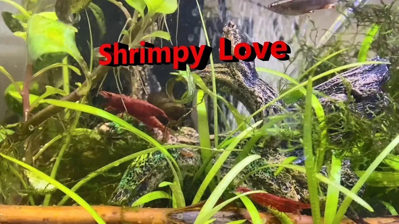 Relaxing Cherry shrimp Neocaridina davidi breeding in nano aquarium. With white cloud mtn minnows