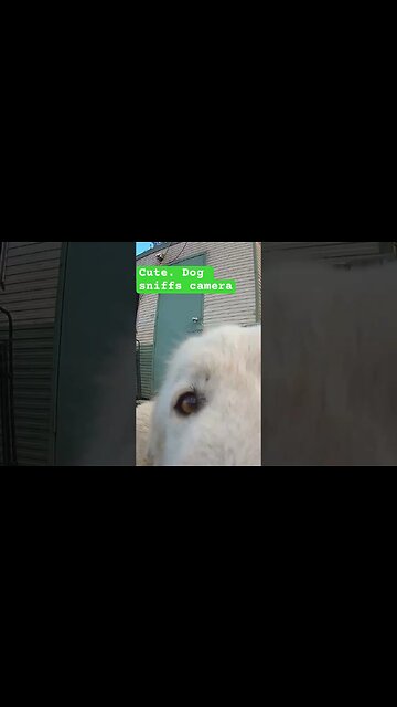 Cute 🥰 dog sniffs camera