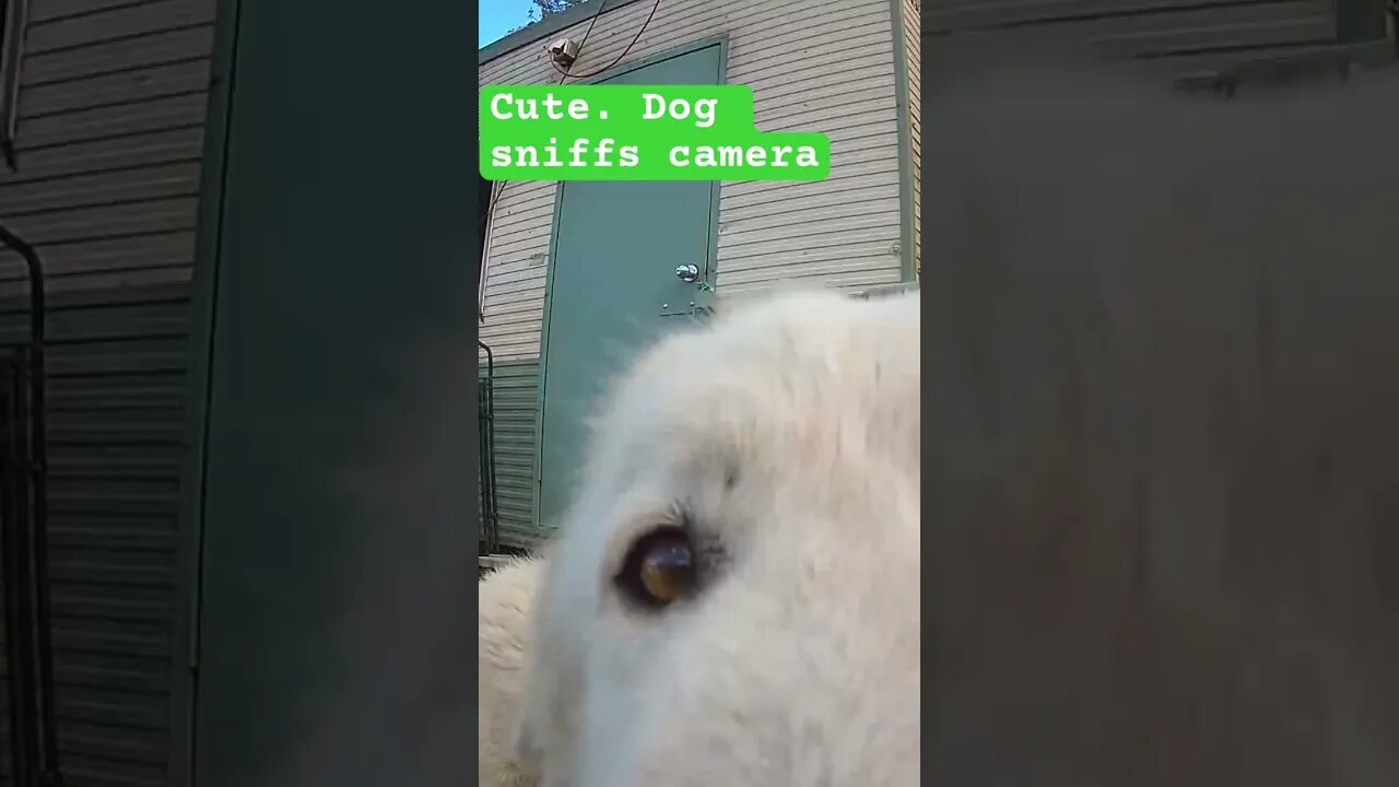 Cute 🥰 dog sniffs camera