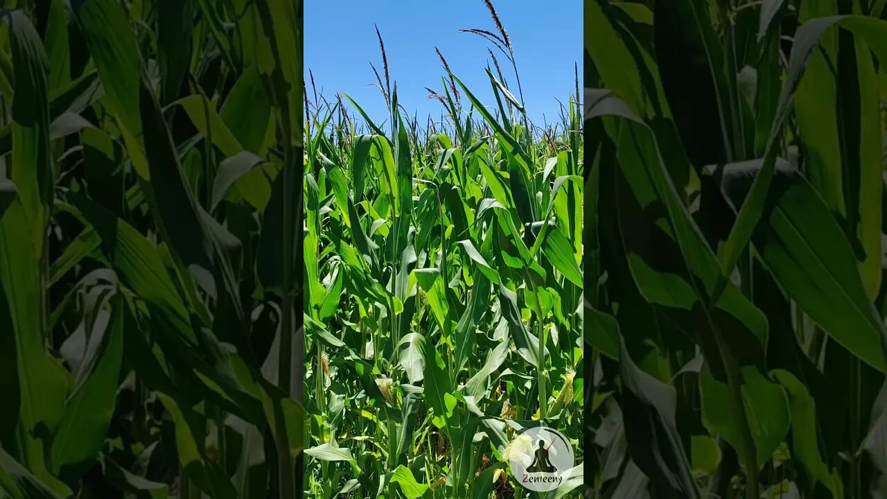 Swaying Corn Stalks - Peaceful Nature #shorts