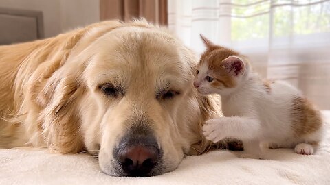 Poor Golden Retriever Attacked by Tiny Kitten