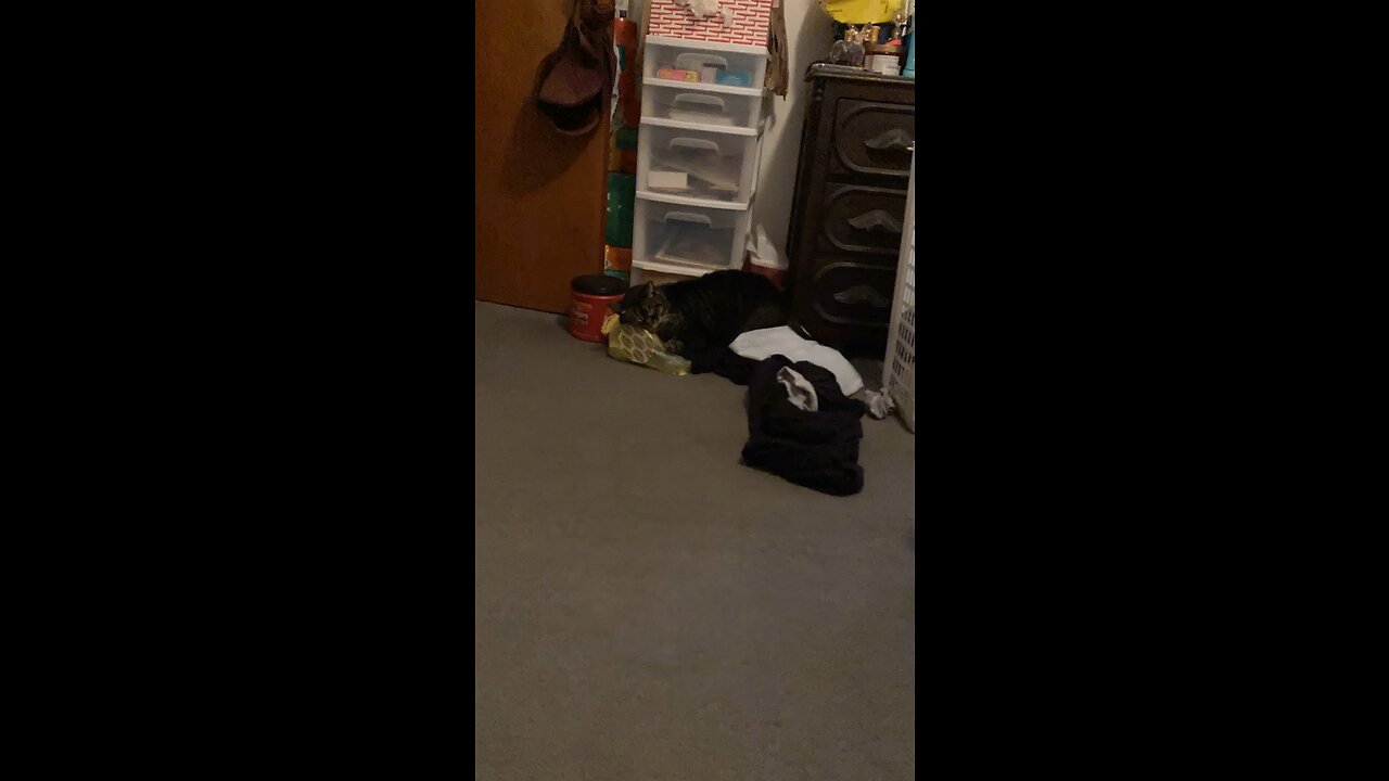 Cat zoom in ZOOM OUT. CLICK NOW!!