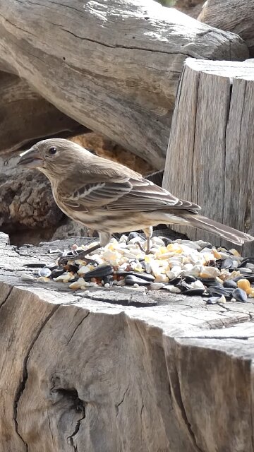 House Finch🐦Woodpile Feast