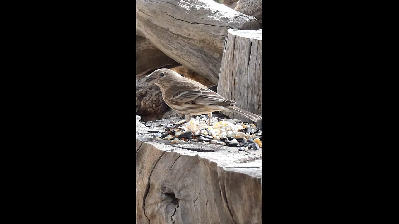 House Finch🐦Woodpile Feast