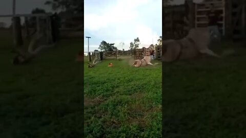 a vingança do boi #shorts