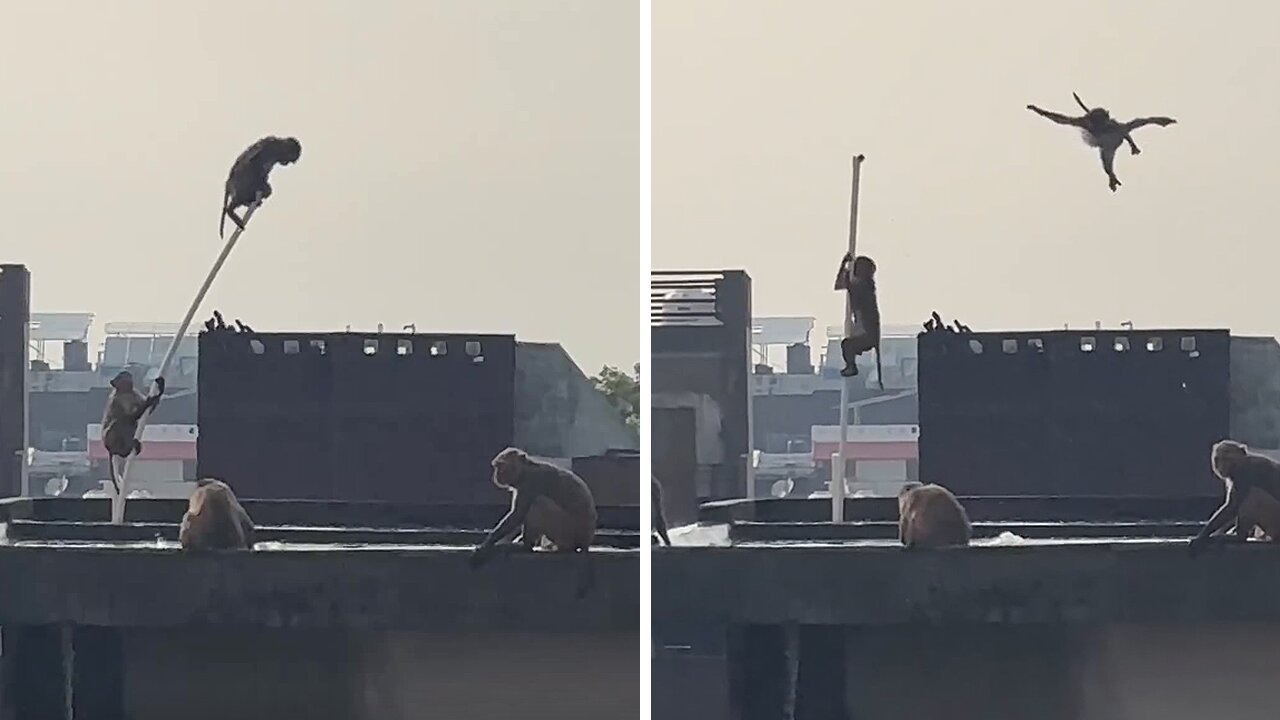 Delightful monkeys are joyfully frolicking in the water