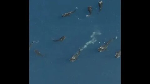 Scharkwhales swimming in the sky - Daily Dose of nature