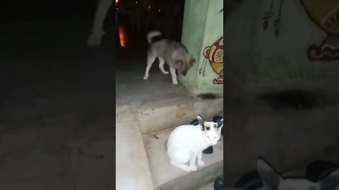 Cute puppy & doja cat video🥰Sami Sami...|#shorts #shortvideo #dogs #puppy #cute #firstshortvideo