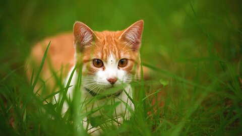 White cat lying among the grasses seen up close