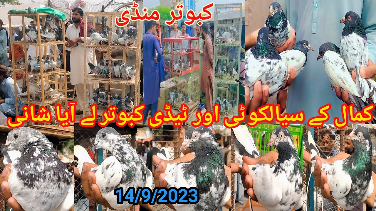 Kabootar Market Kallar Syedan | Latest Update High Flyer Pigeons Price | 18/9/2023 !