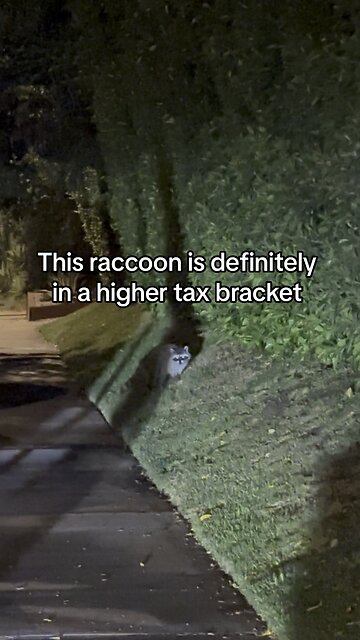 #raccon #mapache #skunk #nightwalk #nightlife