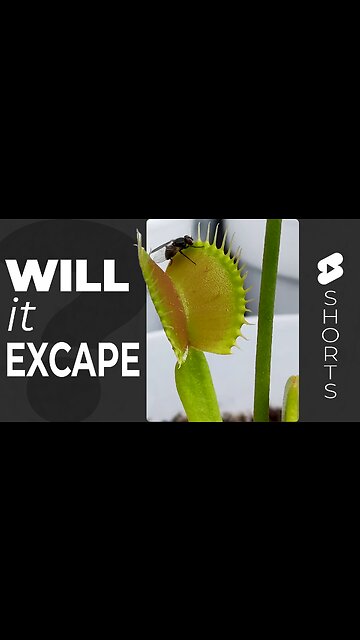Venus Flytrap Vs Fly - Will It Escape? | Carnivorous Plants Eating #Short