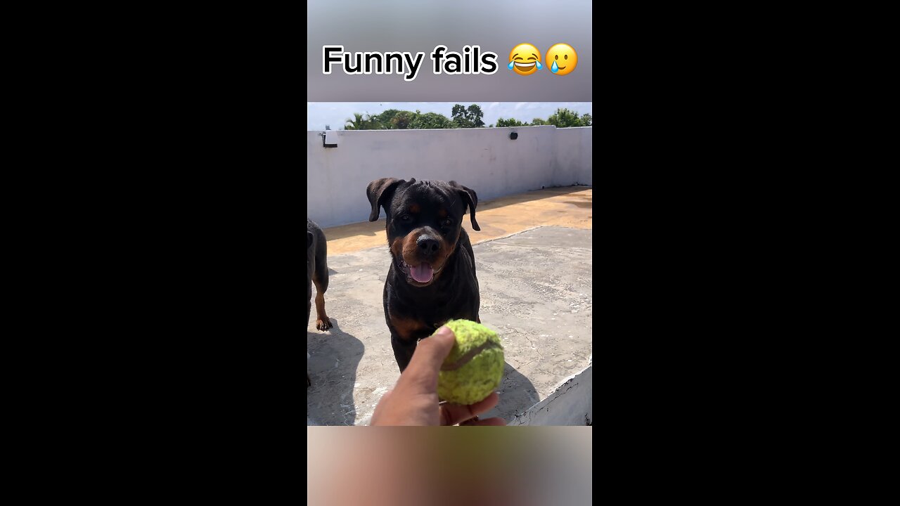 Funny fails with dogs | Rottweiler | Funny video