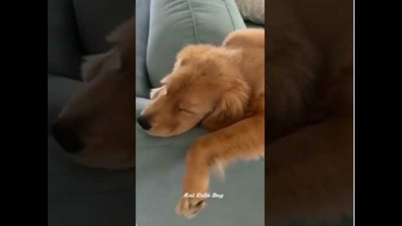 Cute dogs |funny dog #shorts