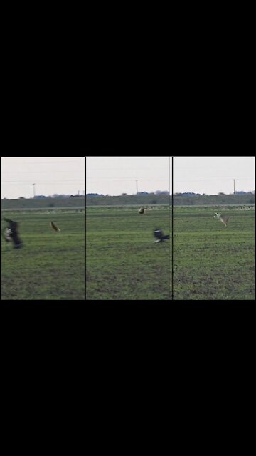 Deer Literally do a Back Flip and Escape from the Predator