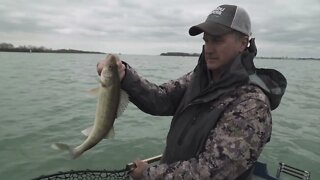 Walleye on the Detroit River