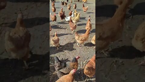 #chickens #shorts