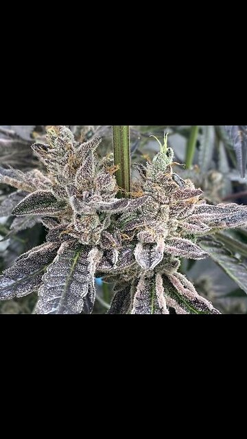 Dutch Hawaiian Sativa Dominant Hybrid - Very Unique Blend