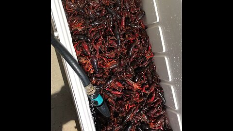 Crawfish time