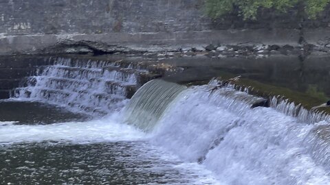Salmon run Humber River 2022 edition 30