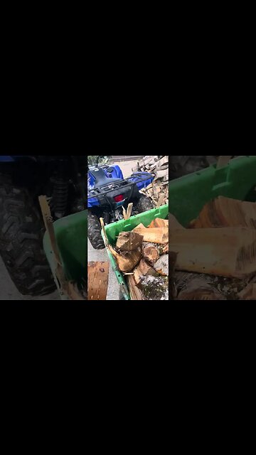 Sniffing wood #yellow bitch #under the bark # nature smells #earth oder