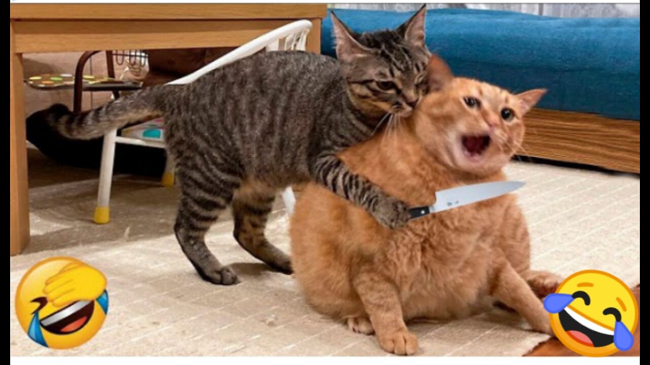 Best funny animals video.