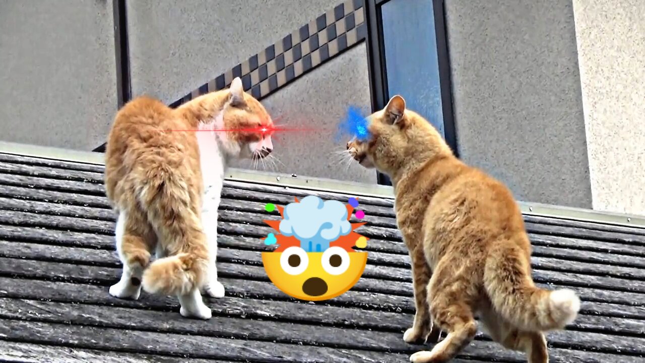 Funny cat fight | Crazy cats | Angry cats | video #9